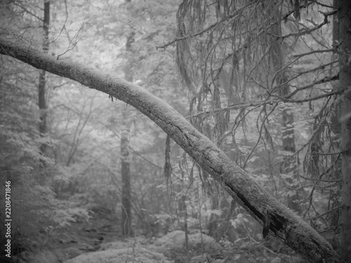 Infrared photography of a forest with a curved tree in near-infrared spectrum