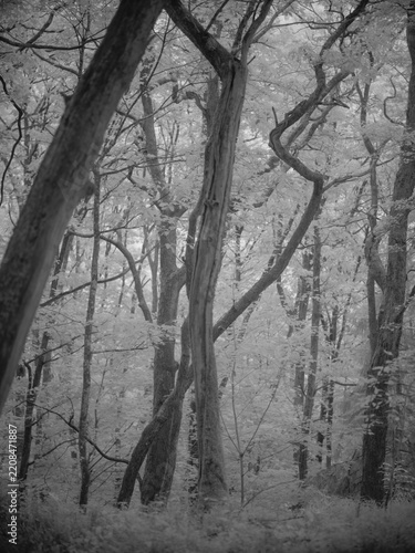Nature scene with trees in infrared filter showing spectrum of infrared photography