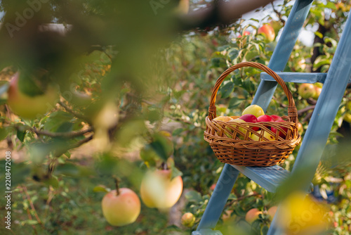 Basket of fresh apples on ladder in orchard
