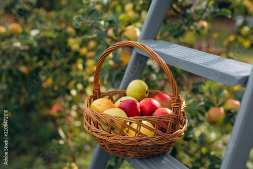 Basket of fresh apples on ladder in orchard