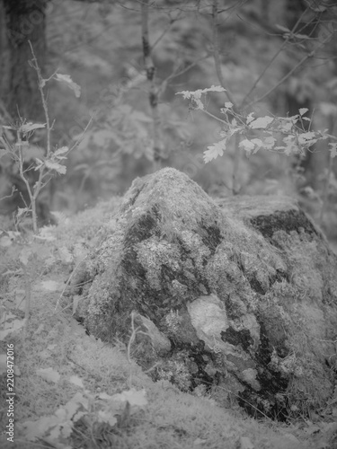 Infrared photography captures a rock covered with moss in a forest during daylight