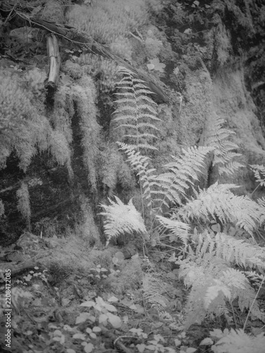 Infrared view of ferns and moss on a rock in a forest setting during daylight