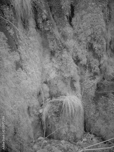 Moss-covered tree trunk and surrounding vegetation under infrared filter