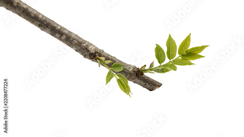 Lush Green Foliage Twig with Natural Fresh Leaves Isolated PNG for Botanical Design