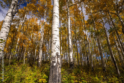 Aspen forest in the fall 