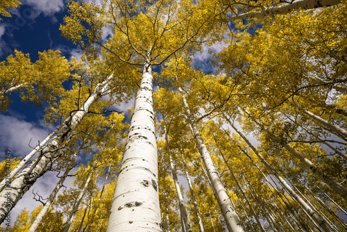 Yellow aspen trees in the fall