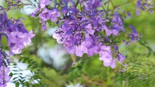 Jacaranda tree blooming violet flowers closeup, beautiful ornamental tree with blue flowers, summer park, slow motion.  