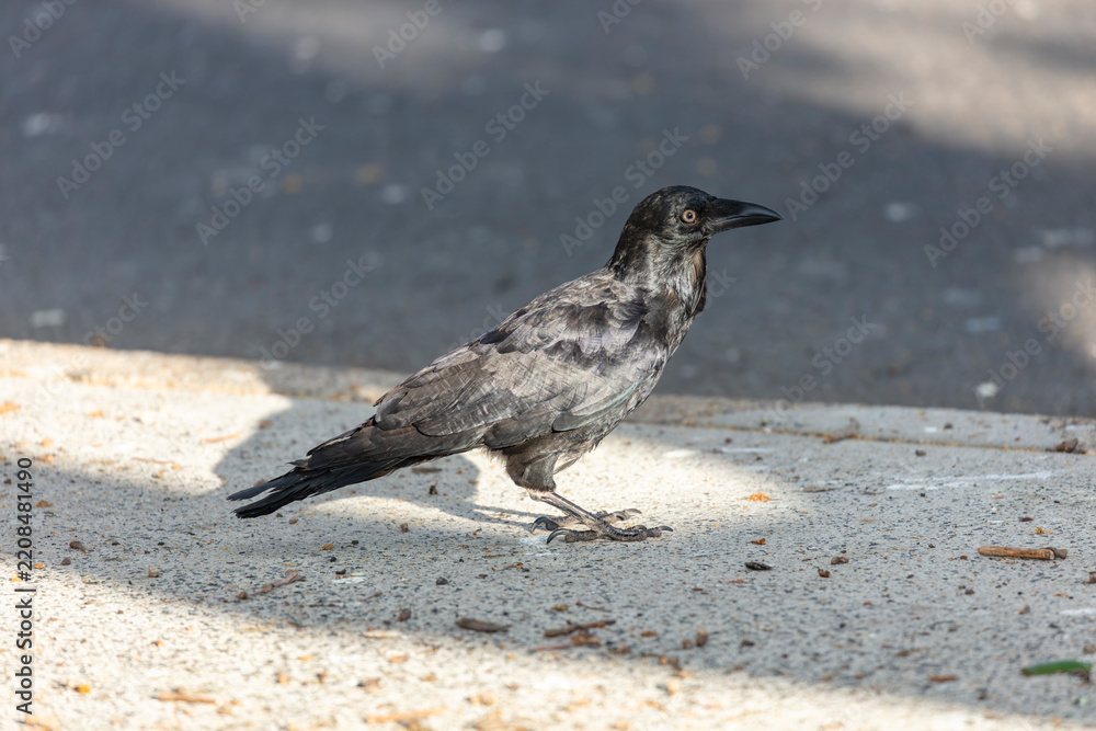 Obraz premium Photograph of an Australian Raven black bird walking on a concrete footpath in a carpark on a sunny day in the Western Sydney town of Penrith in New South Wales, Australia