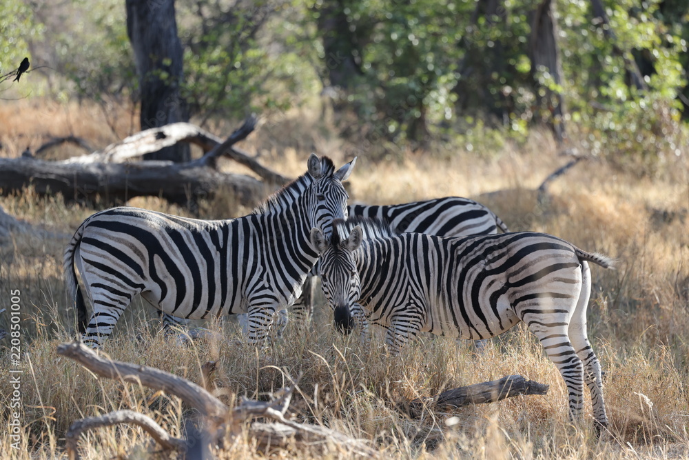 Fototapeta premium Two zebras standing close together in the African bush, showing striking black and white stripes and social behavior in a natural safari habitat.