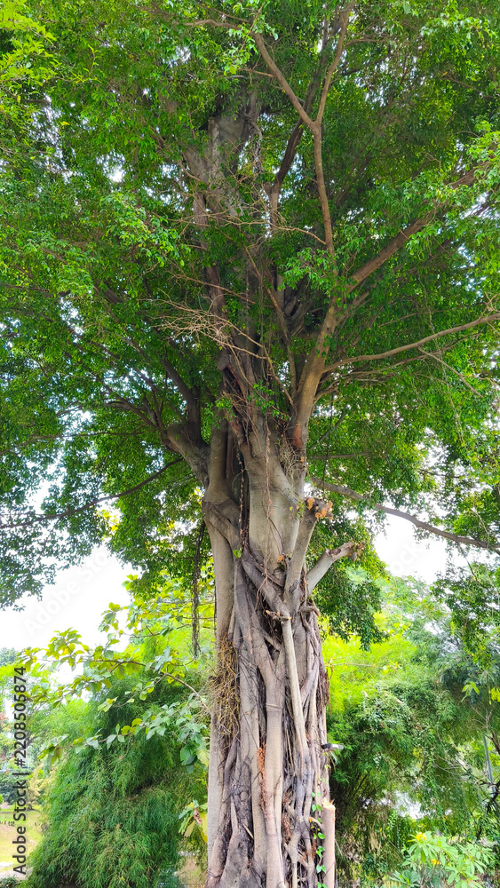Obraz premium A low-angle view of a large, mature banyan tree showcasing its complex trunk structure of aerial roots and dense green canopy