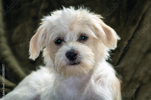portrait of a white dog