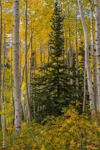 autumn in the forest with fir tree surrounded by aspen trees