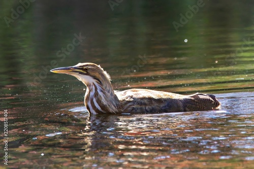 An American Bittern wades in a stream, very unusual behavior.