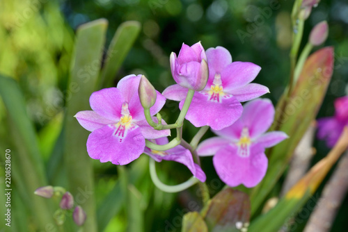 咲くやこの花館のミルトニオプシス