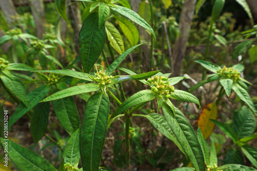Wild Poinsettia Plant Growing in Natural Environment
