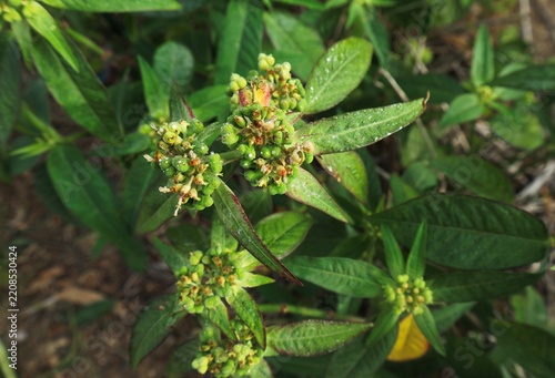 Wild Poinsettia Plant Growing in Natural Environment
