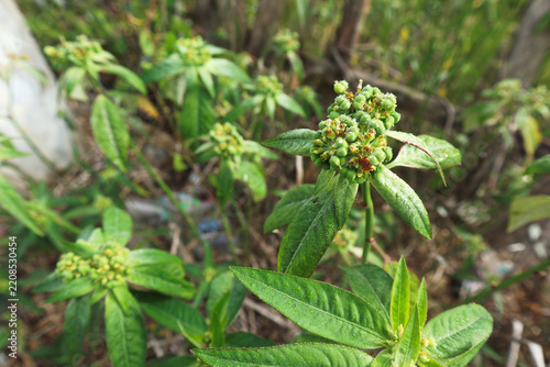 Wild Poinsettia Plant Growing in Natural Environment
