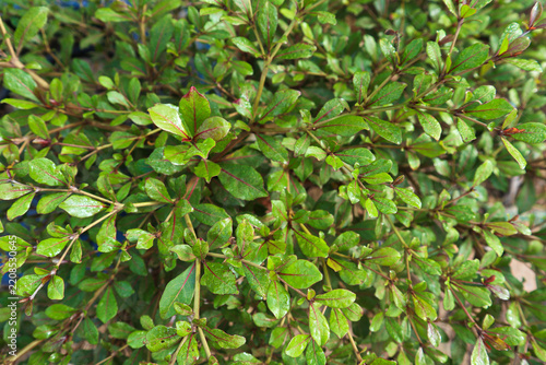 Dense Green Shrub Foliage of madagaskar almond in Natural Sunlight