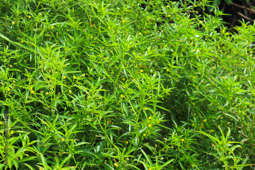 Green Plant with Small Yellow Flowers in Nature