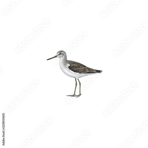 Common Greenshank Illustration