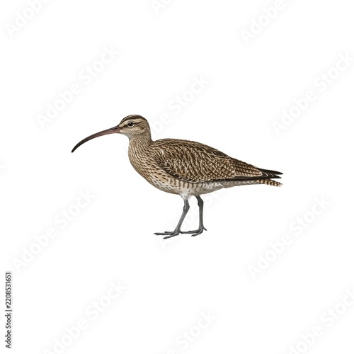 Whimbrel Illustration