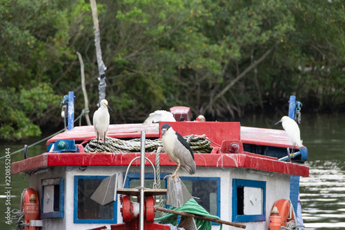 Two egrets (Egretta thula) and a black-crowned night heron (Nycticorax nycticorax) perch on a vibrant fishing boat. 