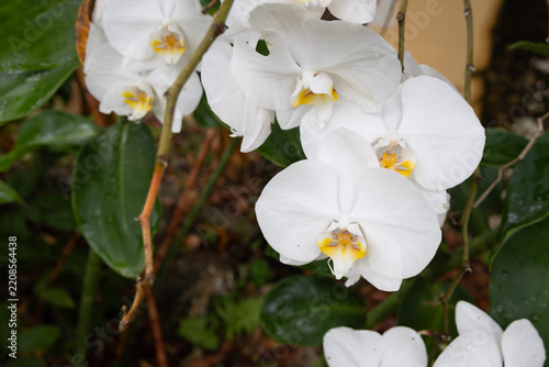 Pristine white Phalaenopsis amabilis orchids bloom, adorned with glistening raindrops.