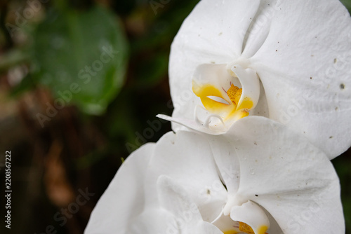 Close-up on white Phalaenopsis amabilis orchids. Soft natural light highlights pristine petals, vibrant yellow centers, water droplets. 