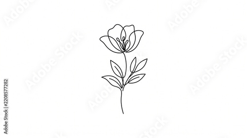 pink tulip isolated on white background