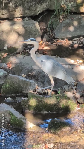 Grey Heron Standing on River Stones in Shallow Stream	