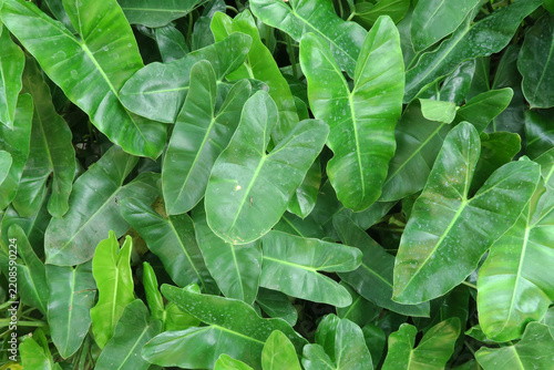 Lush Green Tropical Leaves