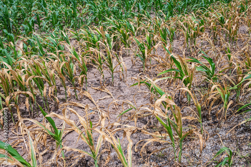 Close up of corn dries prematurely in an agricultural field due to a lack of water, it suffers from severe drought stress.