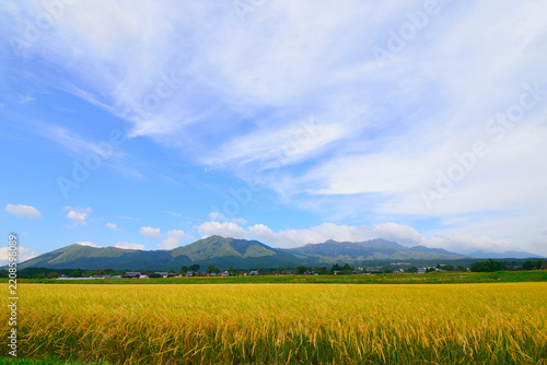 阿蘇山を背景に収穫間近の稲