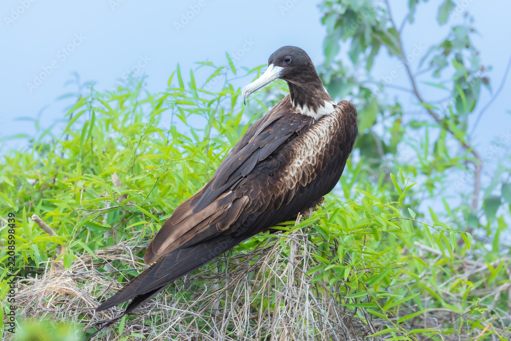Fototapeta premium An adult female or subadult magnificent frigatebird perched in a green bush and nesting in its natural habitat on Isla de la Plata, Ecuador.