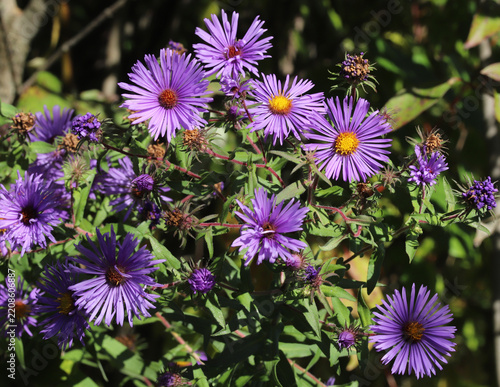 Clump of many beautiful blooming New England Aster flowers (Symphyotrichum novae-angliae) with deep purple petals around a yellow center. They are a late-blooming flower in North America. 