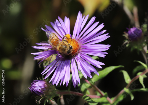 Honeybee (Apis mellifera) pollinates a beautiful New England Aster flower (Symphyotrichum novae-angliae) in the early Autumn. 
