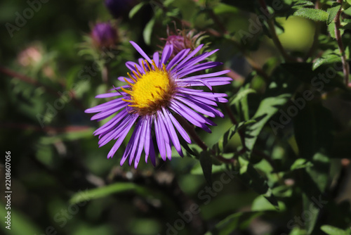 New England Aster (Symphyotrichum novae-angliae) blooming in Ohio in September. This beautiful purple flower is one of our latest blooming wildflowers.