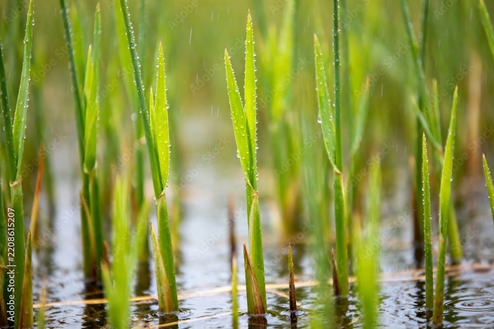 Obraz premium Green reeds growing in water with raindrops on leaves