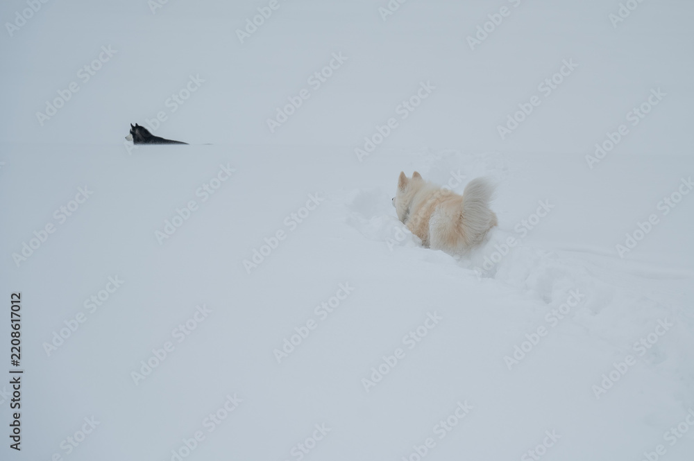 Obraz premium A Samoyed dog runs through the snow.