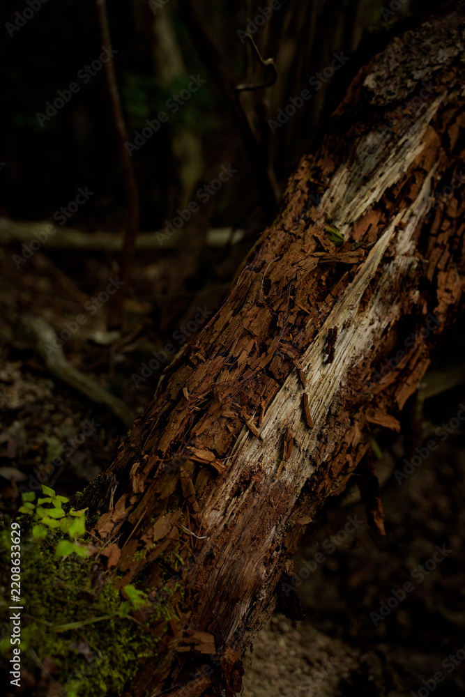 Fototapeta premium old tree trunk