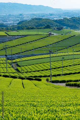 福岡県　八女中央大茶園