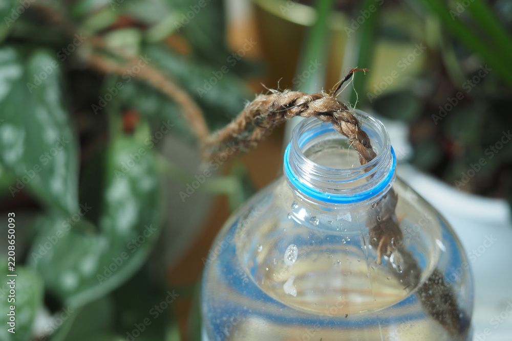 Fototapeta premium self watering setup for a plant, using a plastic water bottle and an absorbent wick or rope.