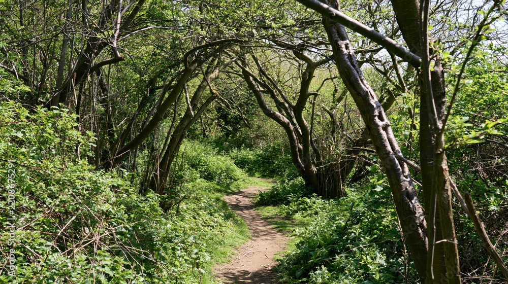 Fototapeta premium Wooded Path with Overhanging Branches