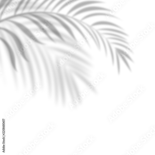 Tropical palm leaves shadow on transparent background. Overlay shadow effect of realistic palm leaf.  Black and white coconut leaf blur shadow overlay,  summer decorative element design