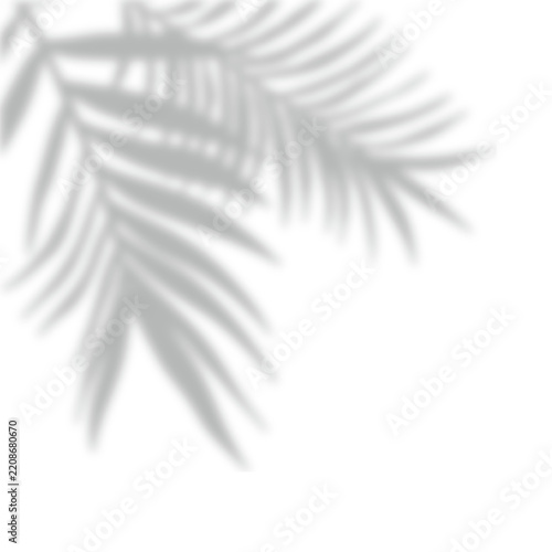 Tropical palm leaves shadow on transparent background. Overlay shadow effect of realistic palm leaf.  Black and white coconut leaf blur shadow overlay,  summer decorative element design