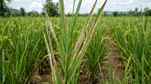 Rice plant affected by bacterial leaf blight, long brown lesions extending along narrow green leaves, realistic rice field photography