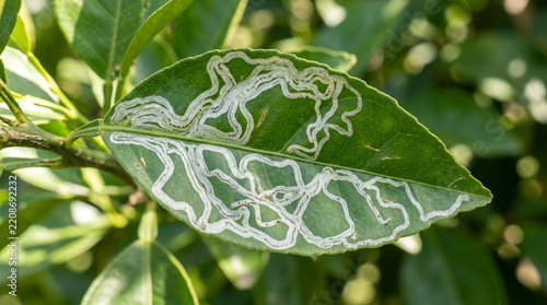 Citrus leaf affected by leaf miner damage, winding pale trails visible across the green leaf surface