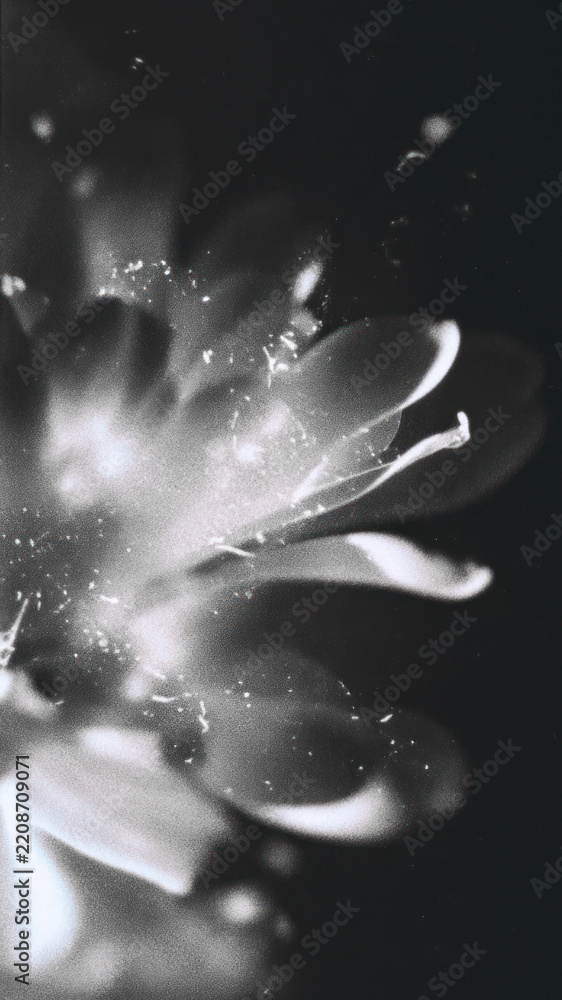 Obraz premium Abstract black and white floral close-up, perfect for mobile wallpaper.