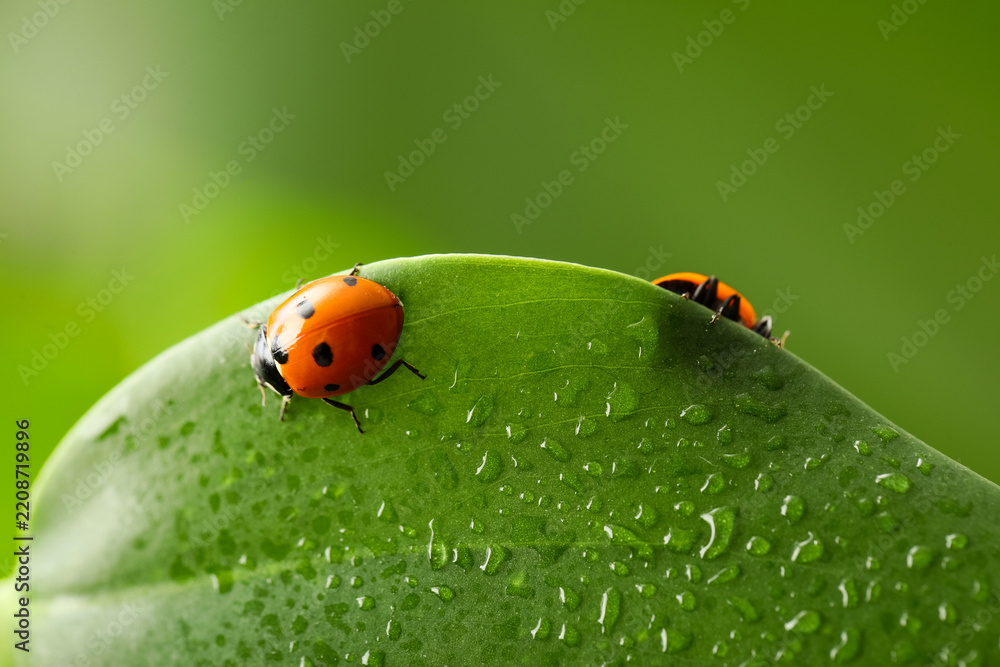 Fototapeta premium Biodiversity and organic farming, ladybugs on a wet green leaf with morning dew for sustainable agriculture and environmental conservation concepts