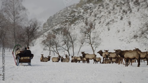 Couple rides a horse drawn sleigh through a snowy mountain landscape near a herd of maral deer. Winter travel, wildlife and outdoor recreation scene.